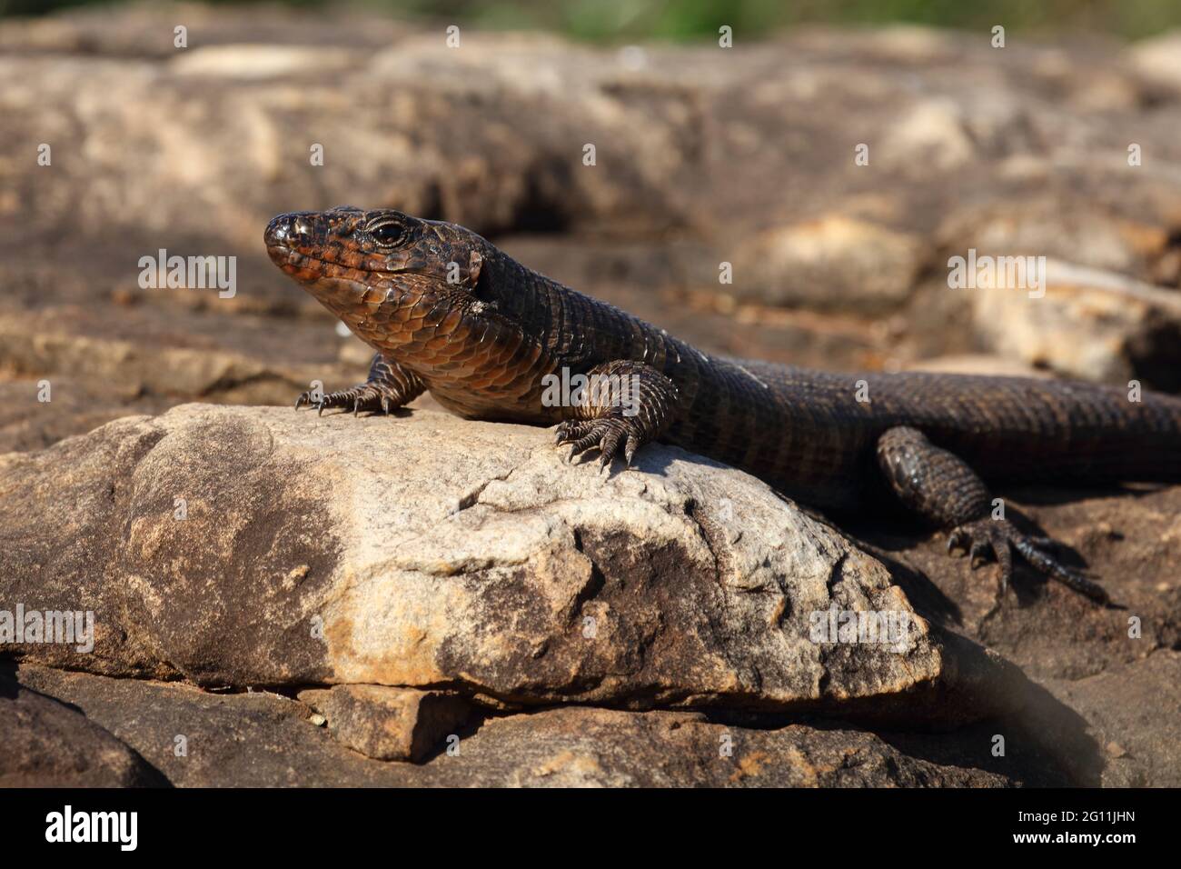 Felsen-Schildechse / placcato gigante lizard / Gerrhosaurus validus Foto Stock