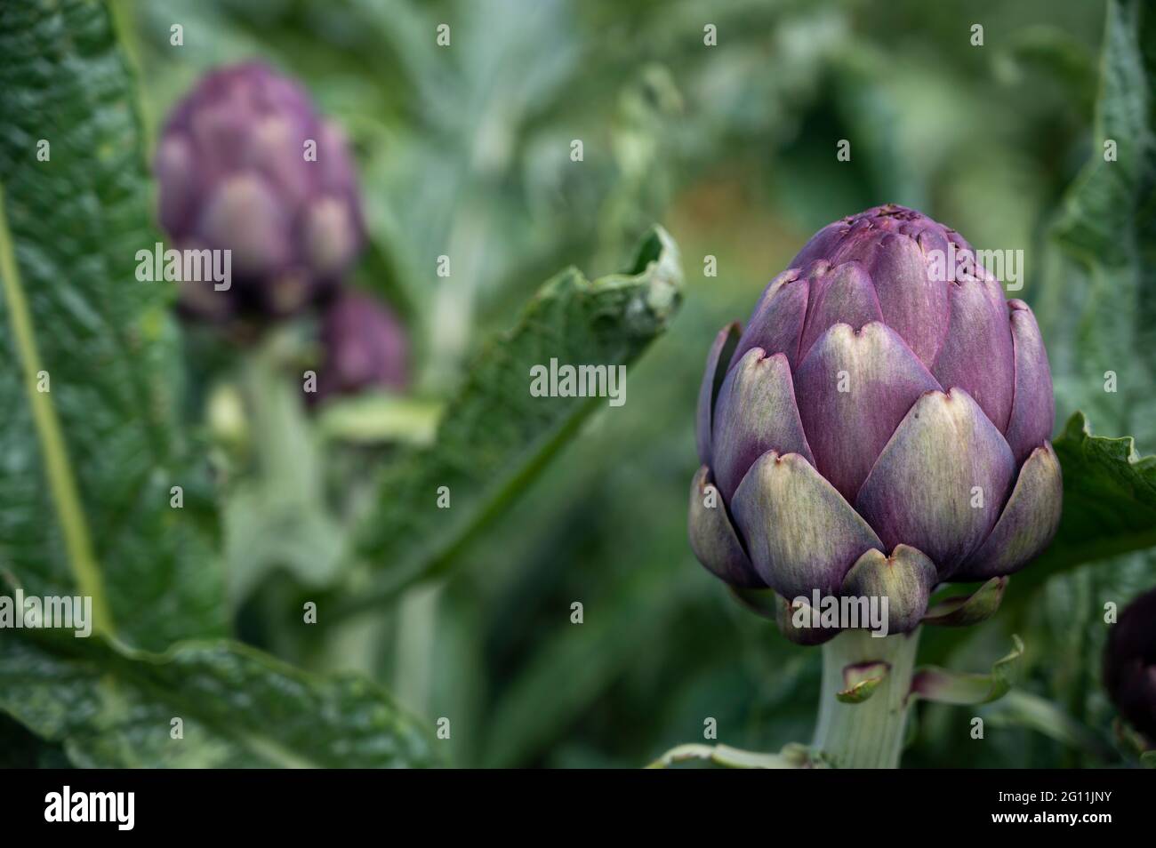 Teste di carciofi viola visto tra le foglie di piante in un campo nel sud della Francia Foto Stock