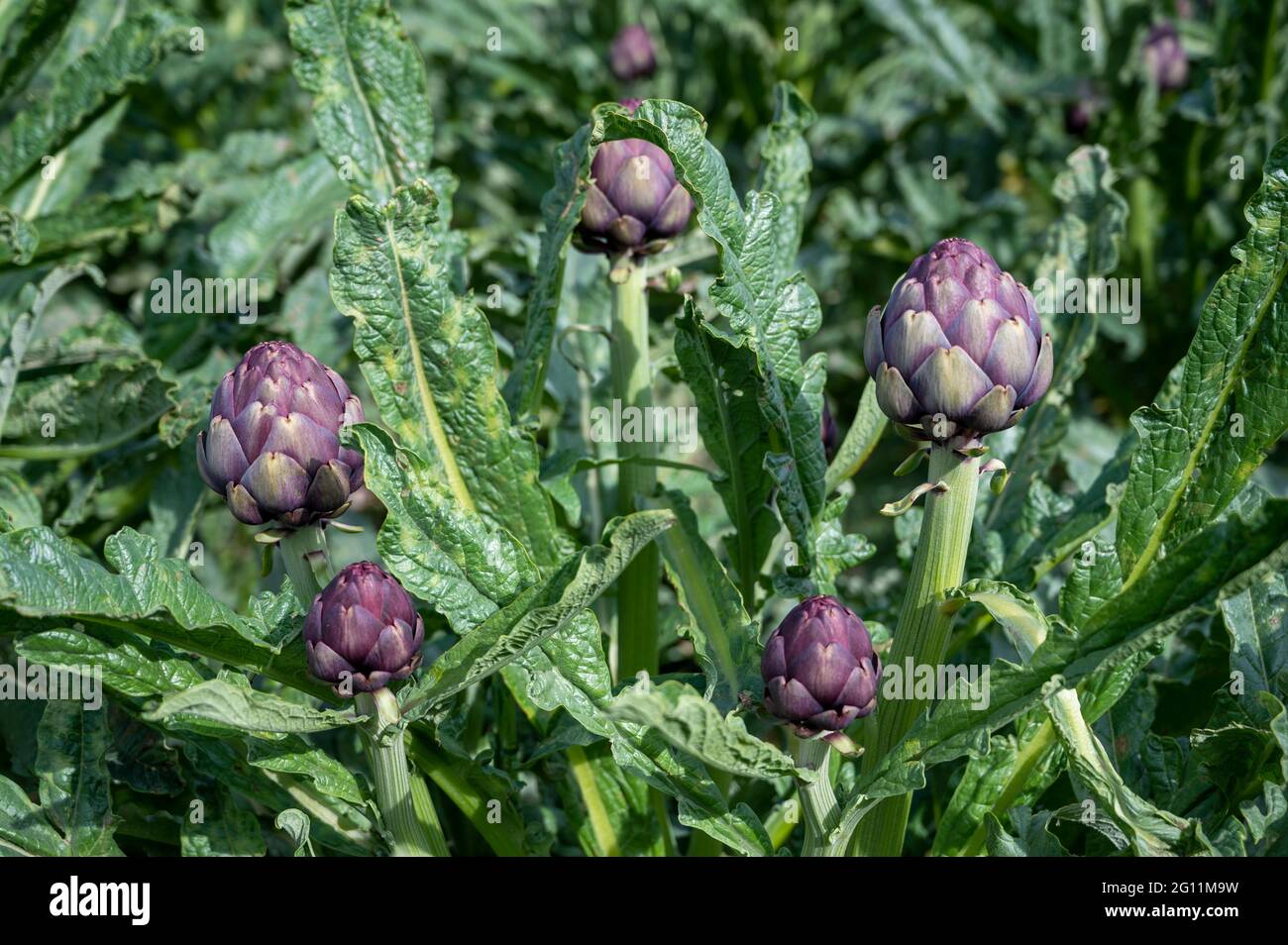Teste di carciofi viola visto tra le foglie di piante in un campo nel sud della Francia Foto Stock