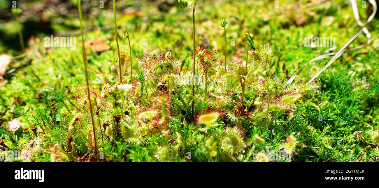 Pianta predatoria verde-rossa brillante Drosera rotundifolia tra muschi nella foresta Foto Stock
