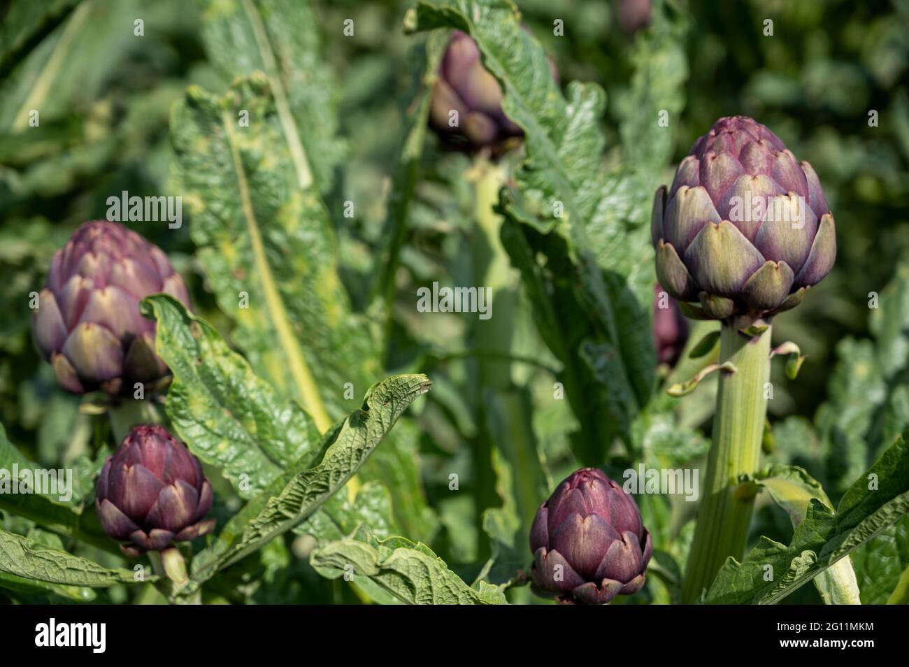 Teste di carciofi viola visto tra le foglie di piante in un campo nel sud della Francia Foto Stock