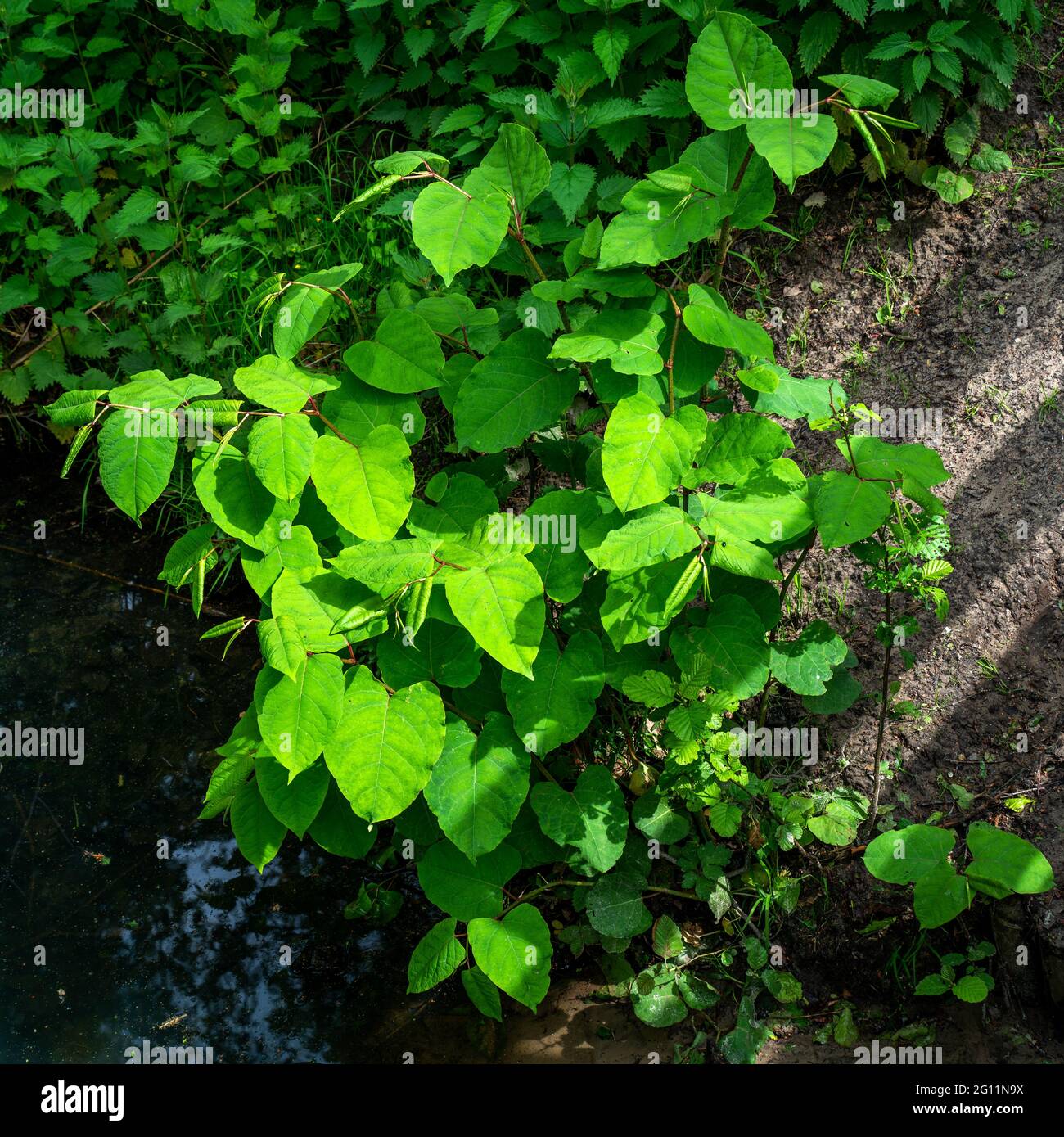 Primo piano di alghe asiatiche (Fallopia japonica) Foto Stock