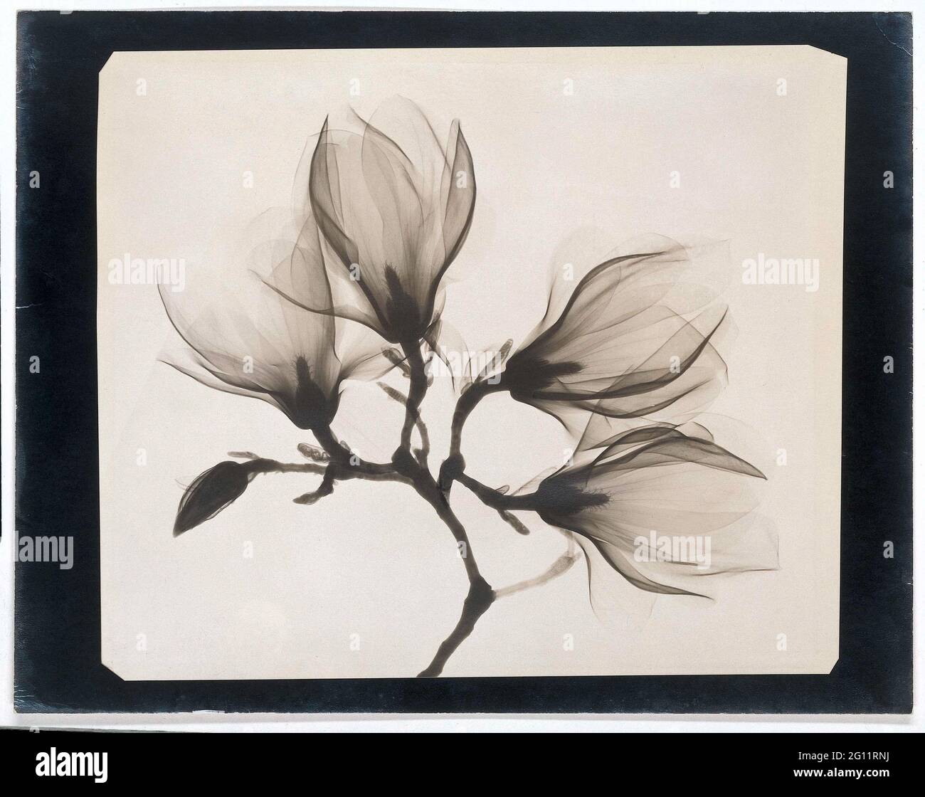 Magnolia Branch con quattro fiori. Dopo che i raggi X furono scoperti nel 1895, arrivarono presto ad essere applicati nella fotografia. Le radiografie hanno reso visibile ciò che era nascosto all'occhio umano. Servivano principalmente scopi utili, come rivelare fratture. Questa fotografia, tuttavia, è stata probabilmente presa semplicemente per la sua bellezza pura. I petali difficilmente assorbivano i raggi X, ed è per questo che appaiono così trasparenti ed eterei nella fotografia. Foto Stock