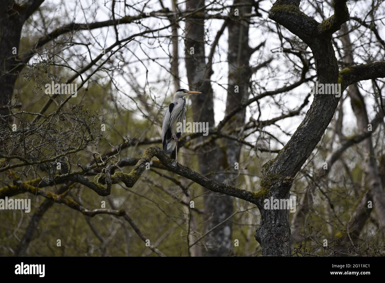 Grey Heron (Ardea cinerea) in piedi sulla gamba sinistra arroccato in un albero nel Galles in primavera Foto Stock