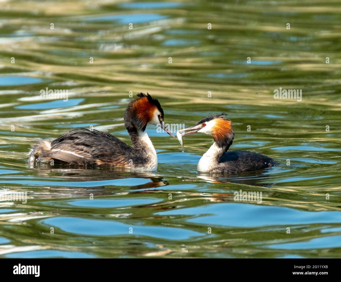 Male Great Crested Grebe (Podiceps cristatus) nutrendo la femmina Great Crested Grebe con pesce sul lago di Linlithgow, Scozia, Regno Unito. Foto Stock