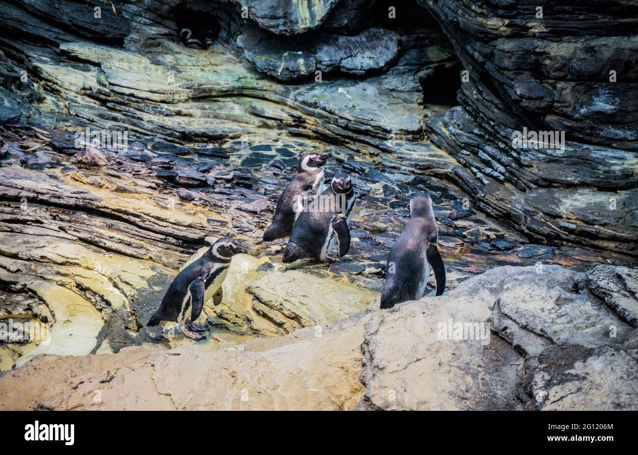 Pinguini in Oceanarium di Lisbona in Portogallo Foto Stock