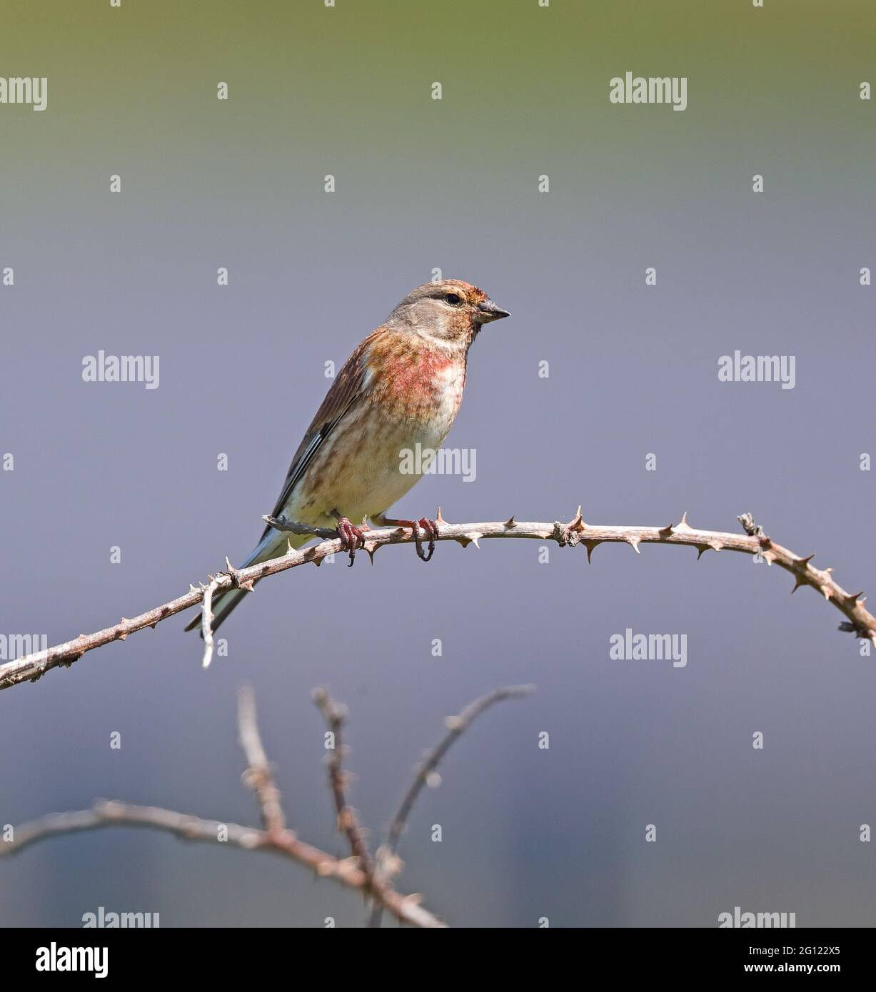 Linet maschio (Linaria cannabina) Foto Stock