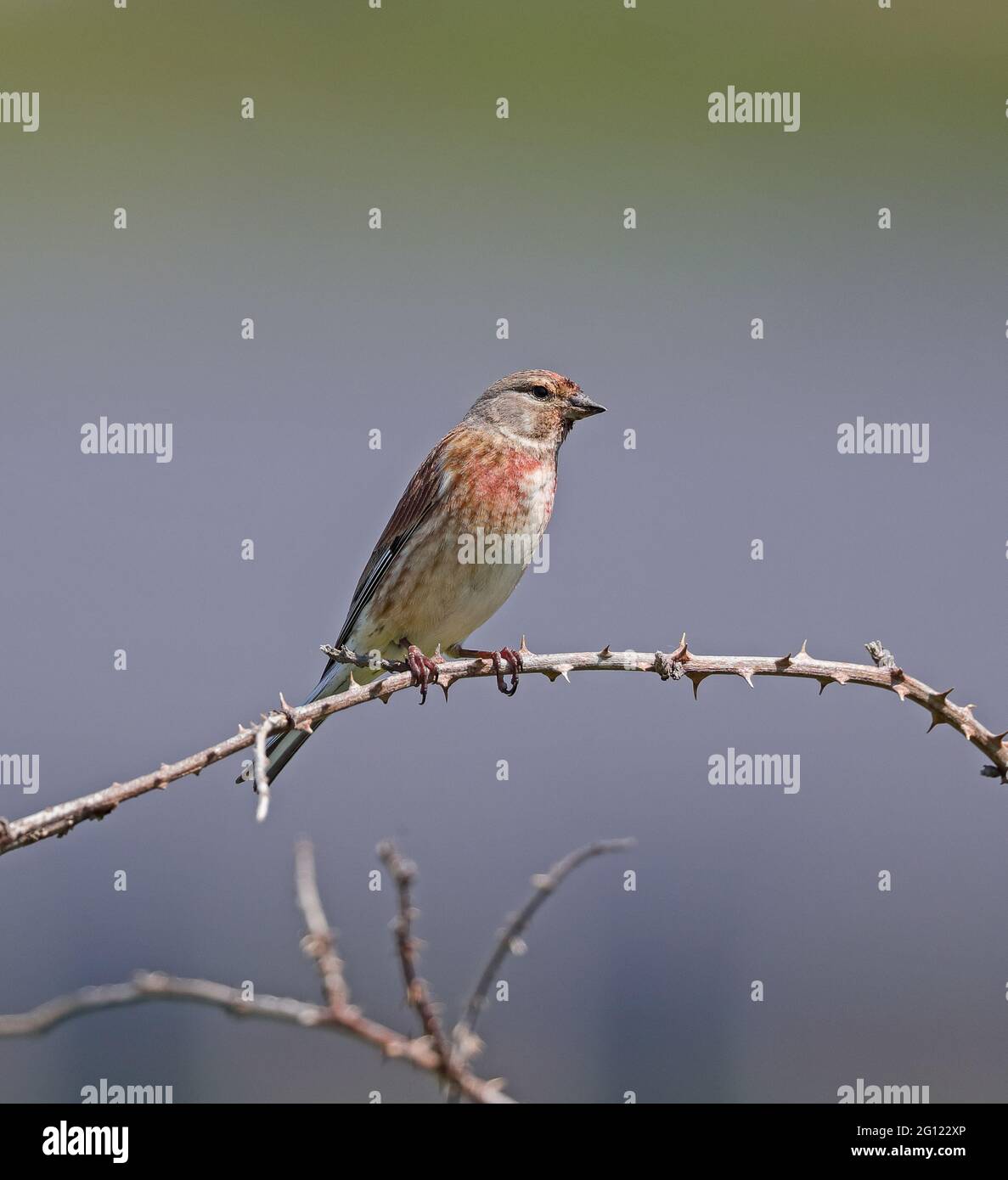 Linet maschio (Linaria cannabina) Foto Stock