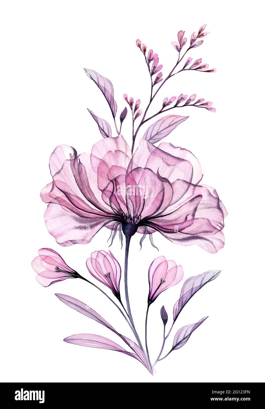 Bouquet di rose acquerello. Bordo floreale verticale. Rosa rosa grande con fiori di crocus. Dipinto a mano arte botanica isolato illustrazione astratta in Foto Stock