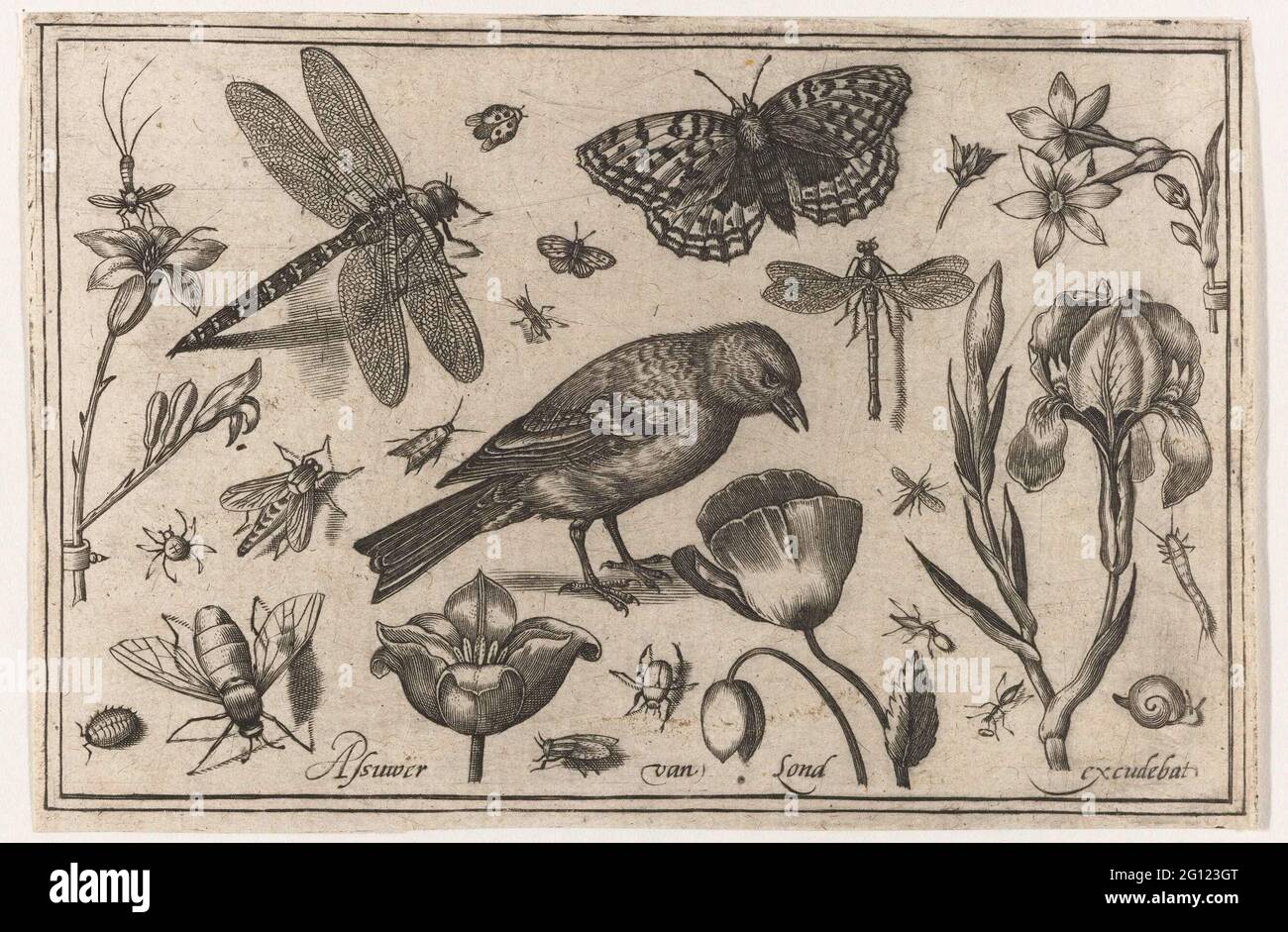Fiori, libellula e uccello; uccelli, fiori, insetti ecc .. Fiori compresi lis e papavero, insetti come libellule e tutti i tipi di mosche e un uccello, probabilmente una masticare. Foto Stock