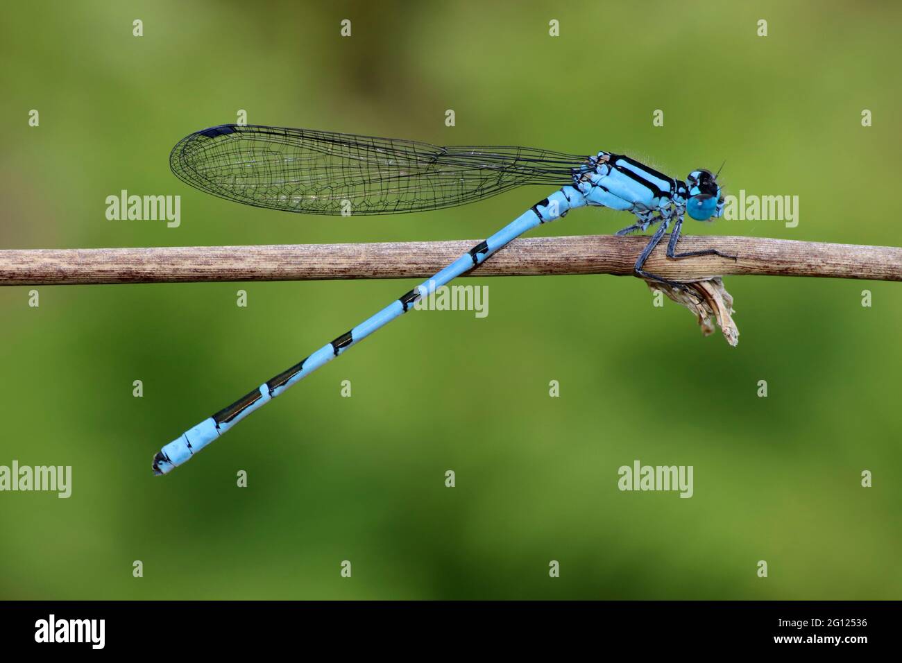 Comune Damselfly blu Enallagma cyathigerum Foto Stock