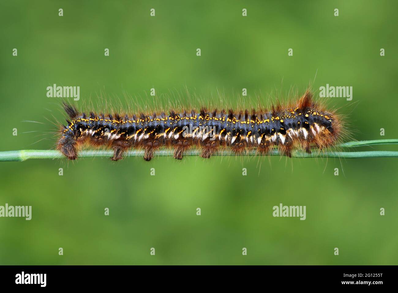 Bevitore Moth Caterpillar Philudoria (Euthrix potatoria) Foto Stock