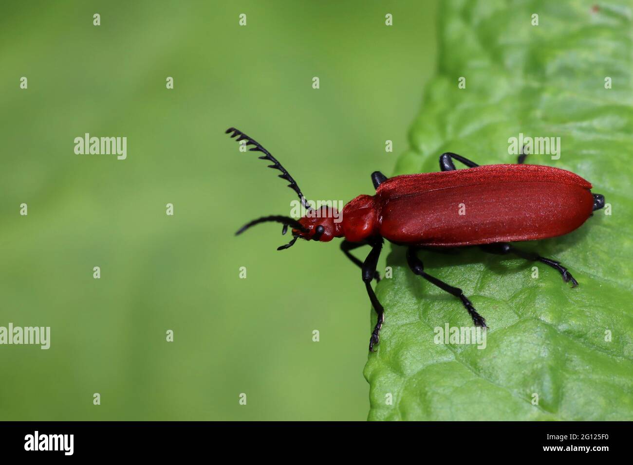 Rosso testa Cardinale Beetle Pyrochra serraticornis Foto Stock