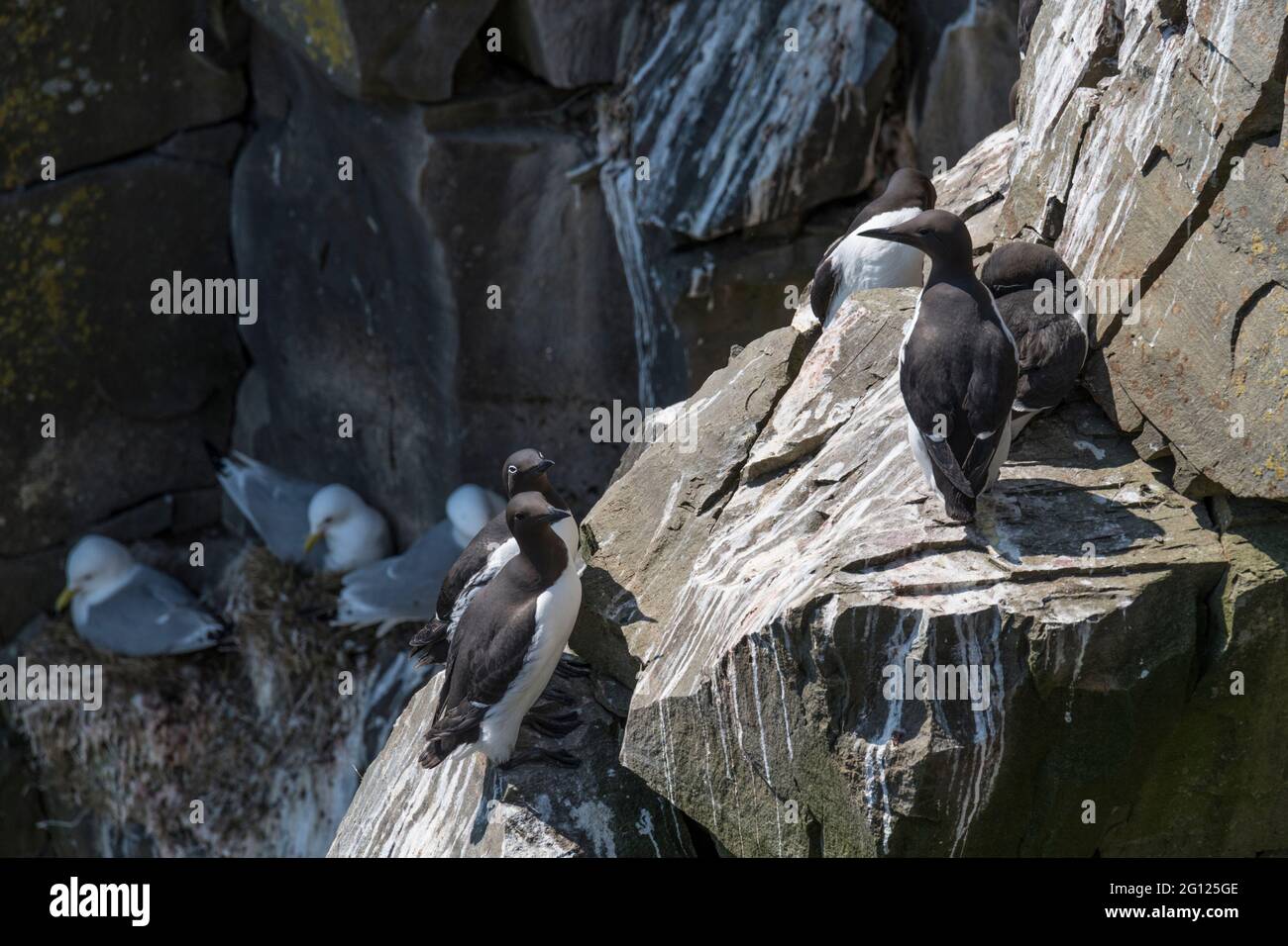 Murre comune, guillemot comune, aria aalge, nidificazione su scogliere a Cape St. Mary's Ecological Reserve, Terranova, Canada Foto Stock