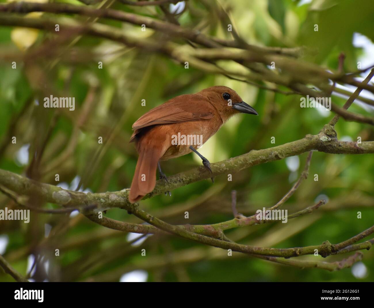 Una petroliera femminile con fodera bianca (Tachyphonus rufus) su un albero di mango Julie a Trinidad. Foto Stock