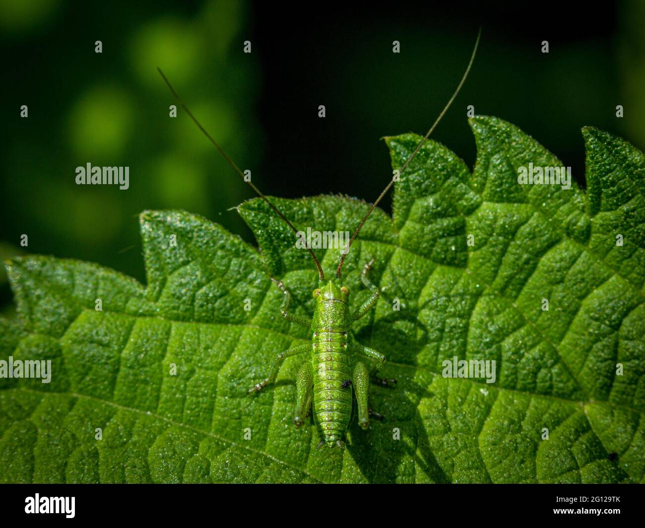 Piccolo gracshopper verde a corna lunga o cricket bush camuffato su una foglia vista dall'alto in primo piano Foto Stock