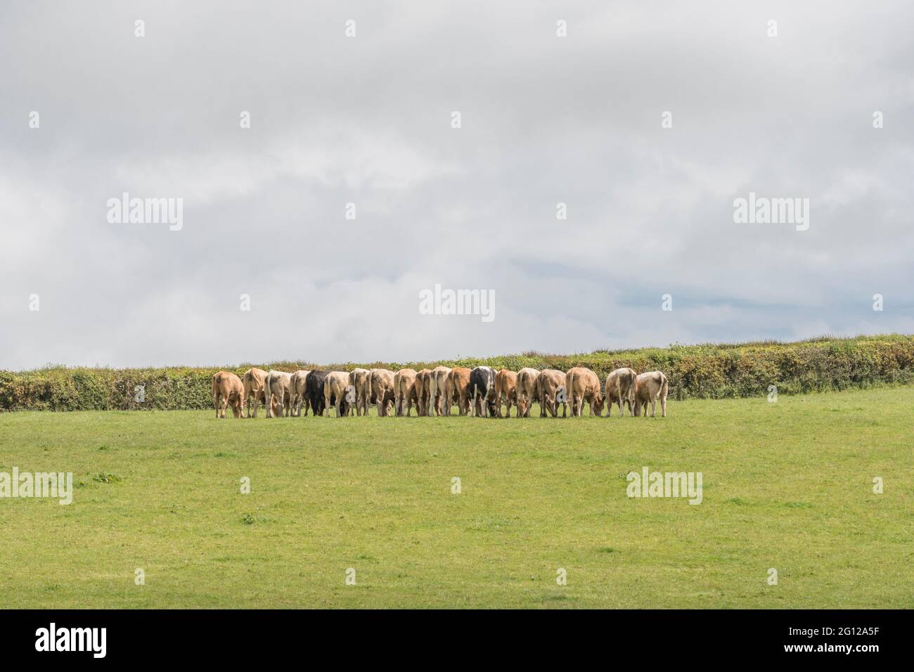 Linea di bovini giovani mangiare supplemento alimentare appena fornito dal contadino. Tiro a distanza in tutto il campo con DOF molto sottile sul retro degli animali. Foto Stock