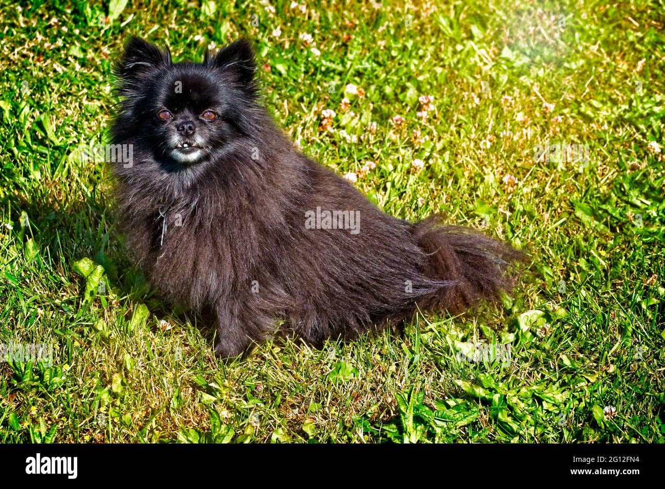 POM Getting Old - il nostro cane Tiara (cuz è una principessa) sull'erba a Sequim, Washington Foto Stock