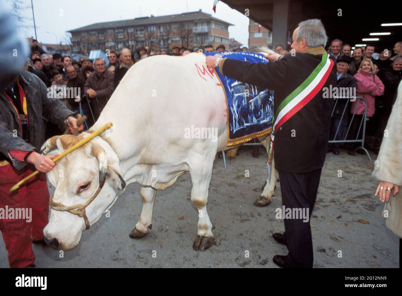 Festa tradizionale del 'Bue grasso' a Carrù (Cuneo, Piemonte, Italia), fiera del 'bianco piemontese' allevamento, uno dei più antichi d'Italia Foto Stock