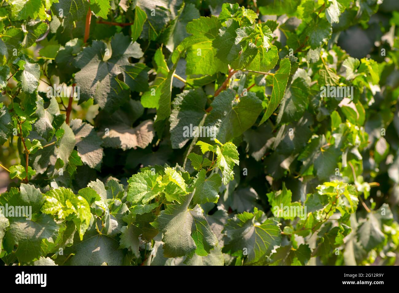 Vicino alle foglie di una pianta di vite in un vigneto nella valle del Colchagua in Cile. Foto Stock