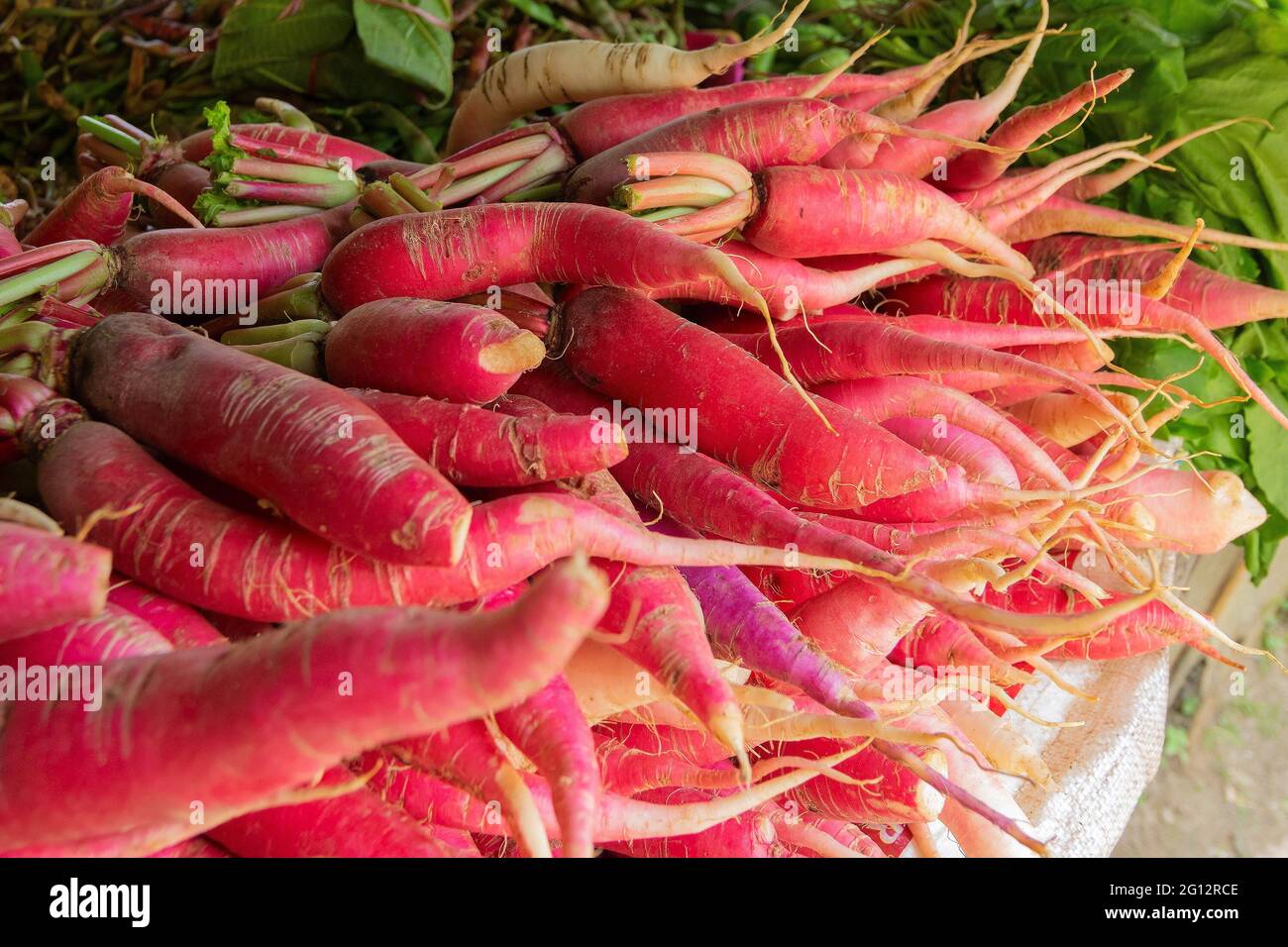 Verdure verdi fresche , carote , prodotti agricoli di Sikkim , India Foto Stock