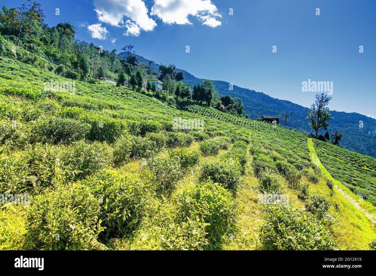Temi tè giardino di Ravangla, Sikkim, bella e vasta piantazione di tè su un campo in pendenza con montagne e cielo blu sullo sfondo. È acceso Foto Stock