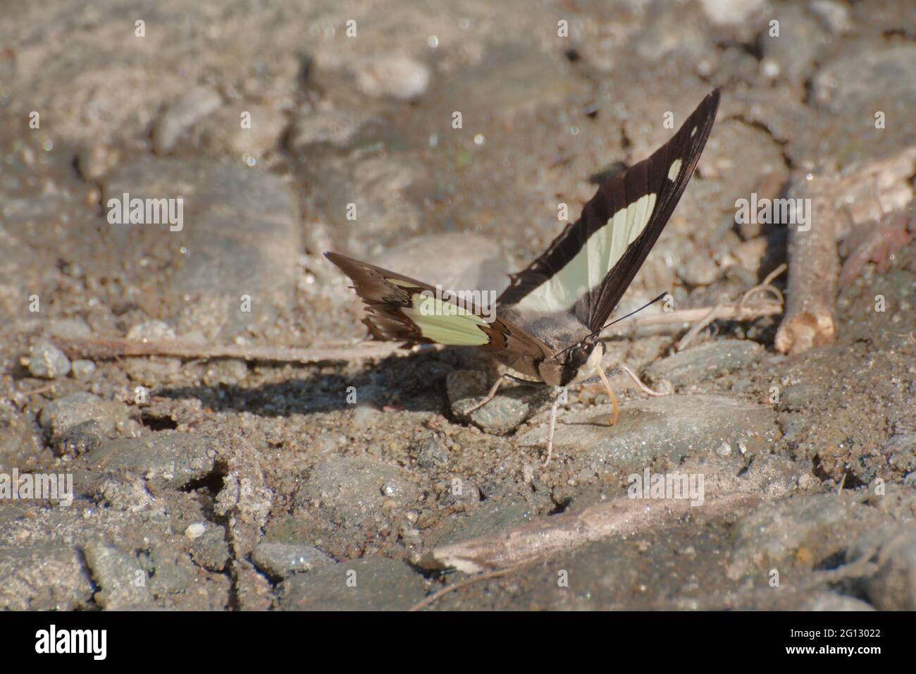 Farfalla di lime (Papilio demoleus Linnaeus) fango pudddling , cioè, aspirando il fluido dalla zona umida. Immagine scattata a Sikkim, India. Foto Stock