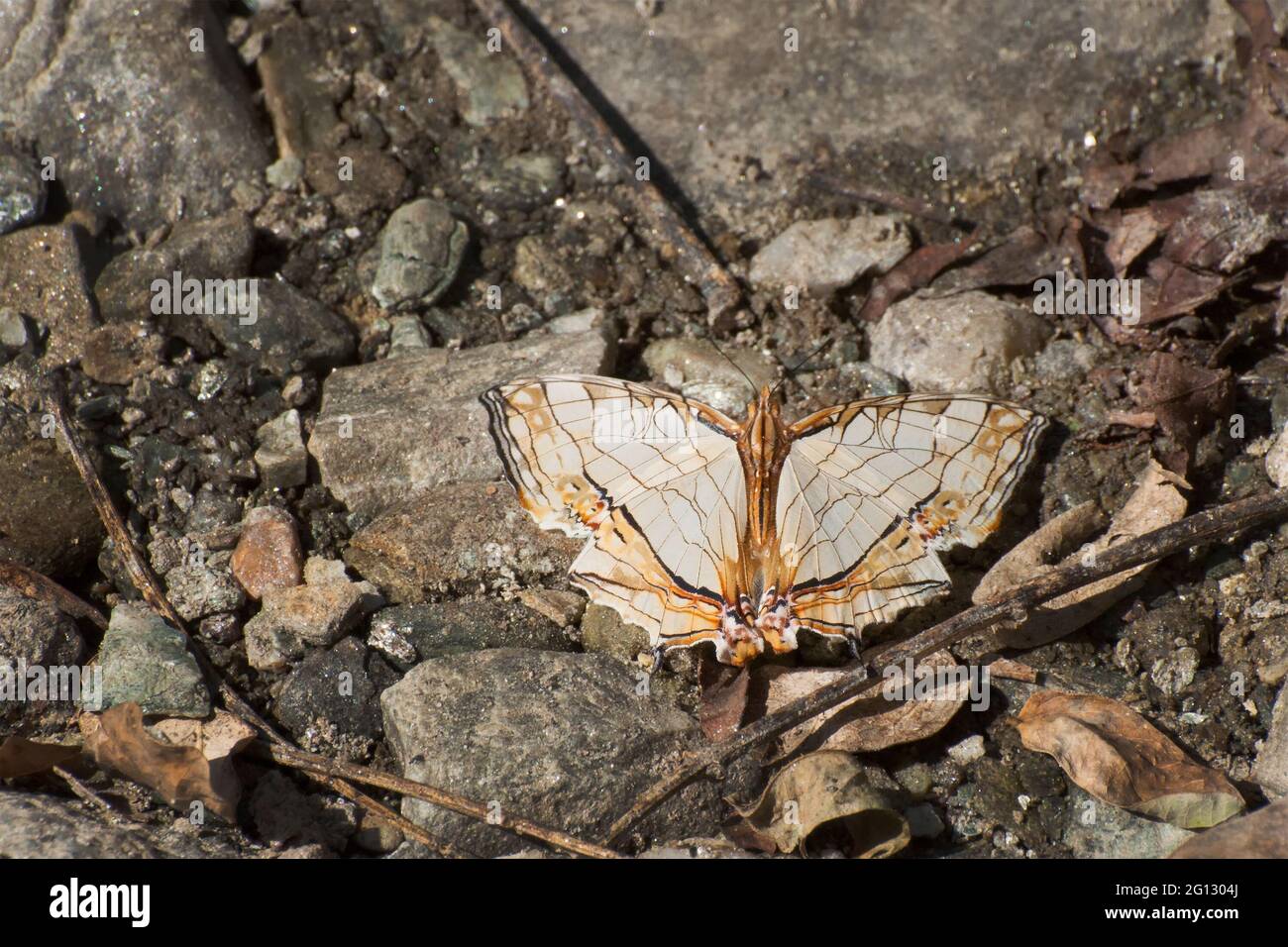 Mappa comune farfalla (Cyrestis thyodamas - Boisuval) fango puddling , vale a dire, aspirando il fluido da zona umida. Immagine scattata a Sikkim, India. Foto Stock