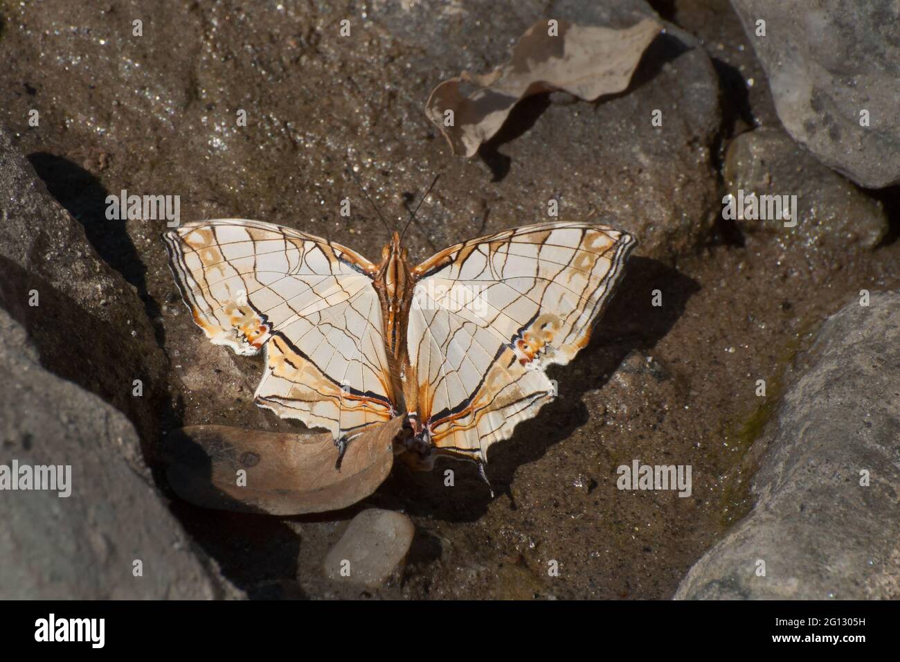 Mappa comune farfalla (Cyrestis thyodamas - Boisuval) fango puddling , vale a dire, aspirando il fluido da zona umida. Immagine scattata a Sikkim, India. Foto Stock