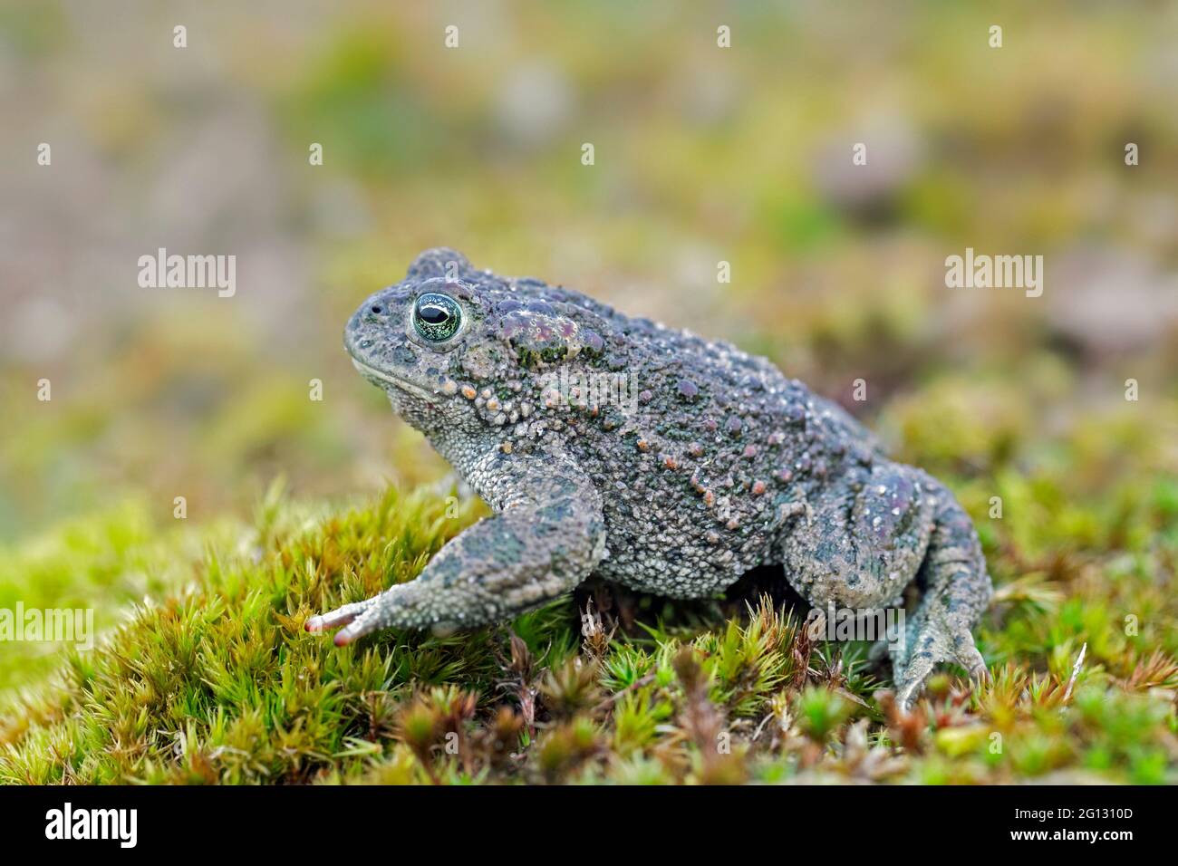 Natterjack toad (Epidaalea calamita / Bufo calamita) maschio nelle dune lungo la costa del Mare del Nord in primavera Foto Stock