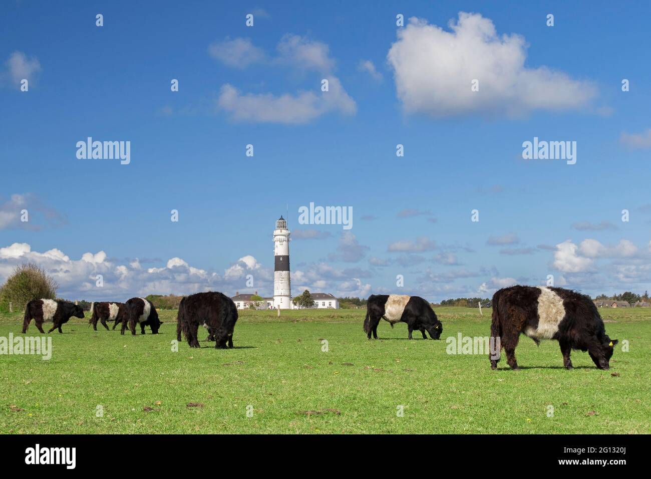 Galloways e il faro di Kampen sull'isola della Frisia settentrionale di Sylt, Nordfriesland, Schleswig-Holstein, Germania Foto Stock