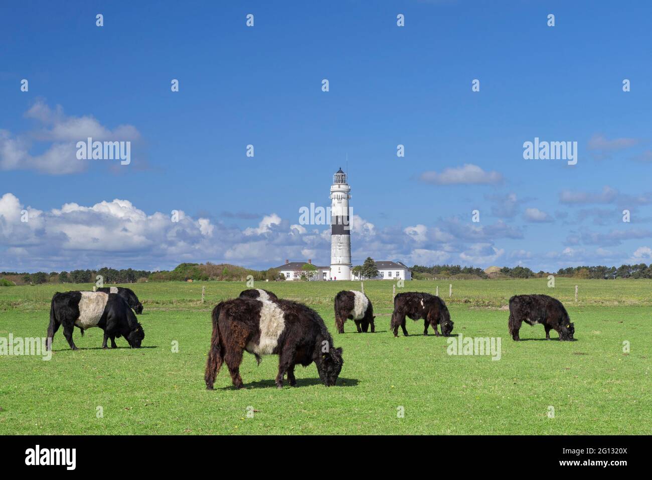 Galloways e il faro di Kampen sull'isola della Frisia settentrionale di Sylt, Nordfriesland, Schleswig-Holstein, Germania Foto Stock