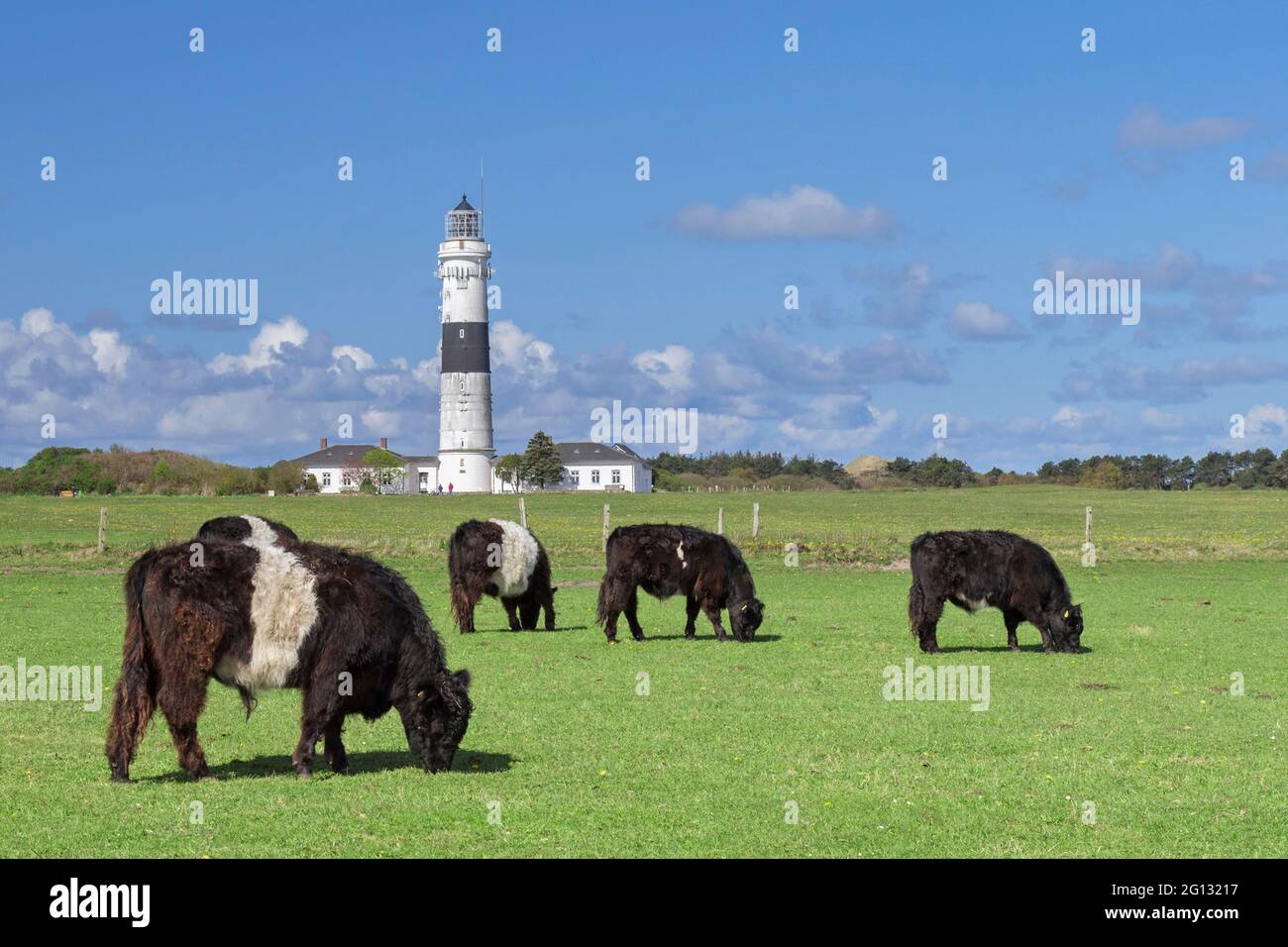 Galloways e il faro di Kampen sull'isola della Frisia settentrionale di Sylt, Nordfriesland, Schleswig-Holstein, Germania Foto Stock