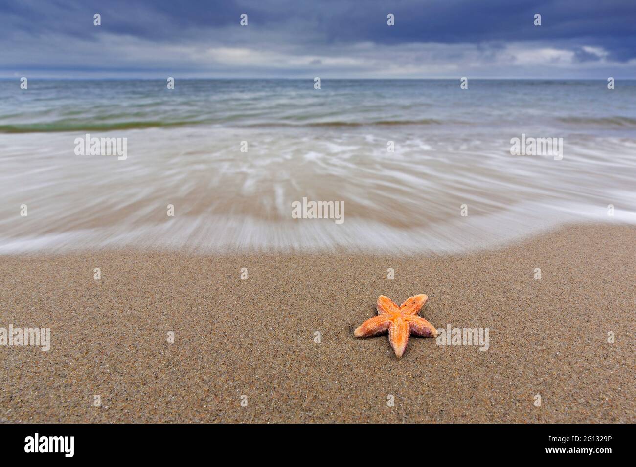 Dead comune stella marina / stella marina comune / stelle marine zucchero (Asterias rubens) bagnata sulla spiaggia di sabbia lungo la costa del Mare del Nord Foto Stock