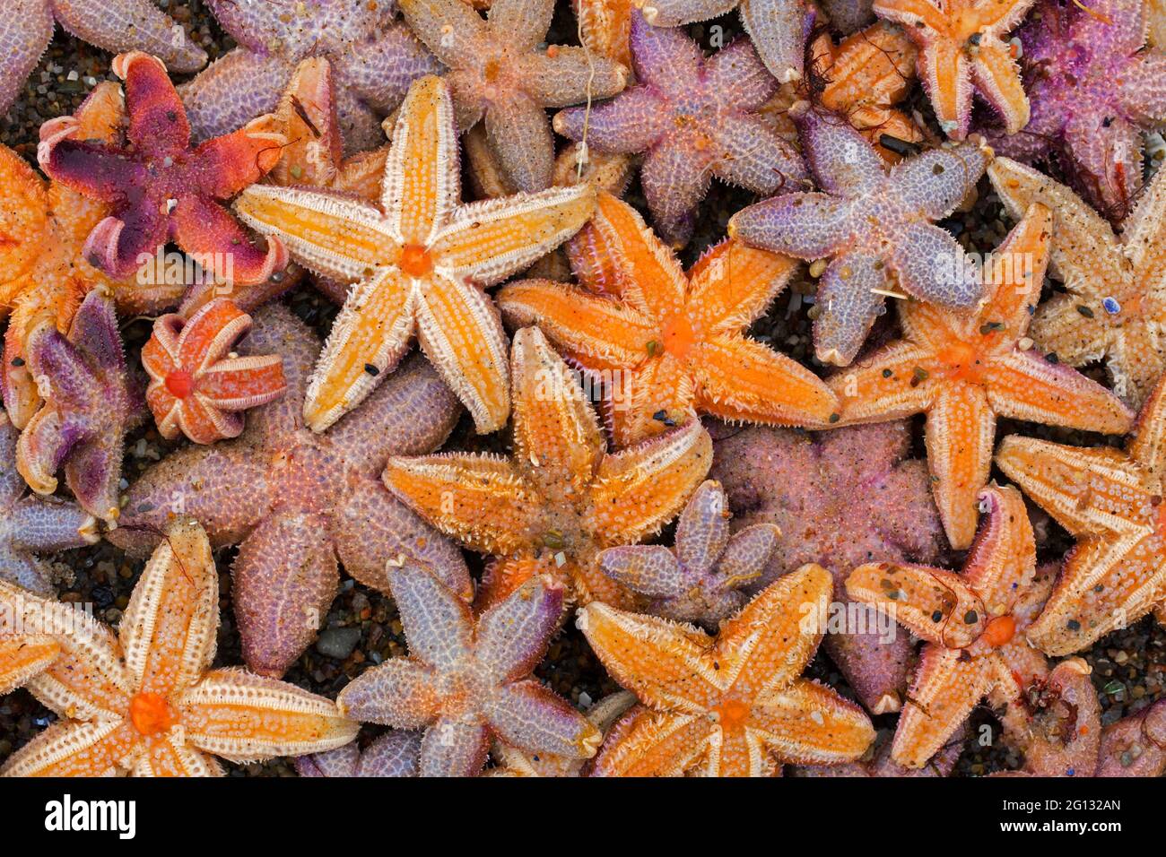 Massa stratificatrice di pesci morti comuni / stelle del mare comune / stelle di stelle di zucchero (Asterias rubens) bagnata a riva sulla spiaggia sabbiosa lungo la costa del Mare del Nord Foto Stock