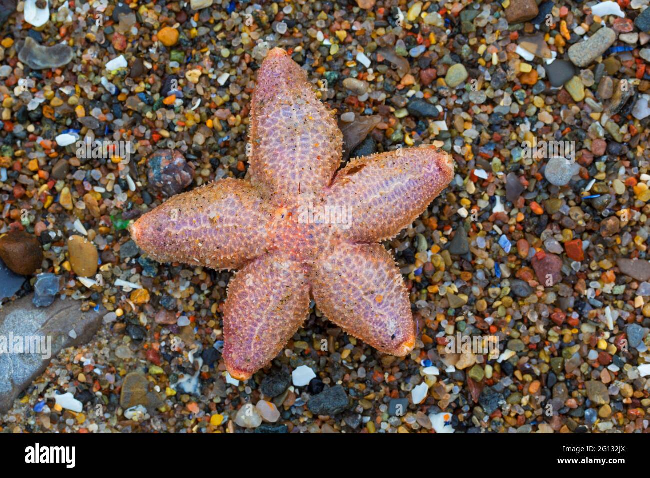 Dead comune stella marina / stella marina comune / stelle marine zucchero (Asterias rubens) bagnata sulla spiaggia di sabbia lungo la costa del Mare del Nord Foto Stock
