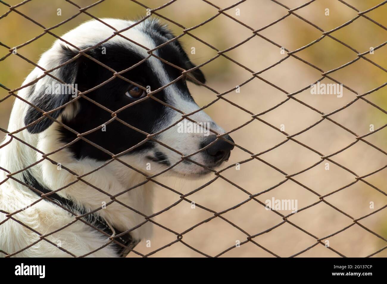 Un cane bianco guardia con macchie nere sul suo corpo dietro una recinzione. Foto Stock