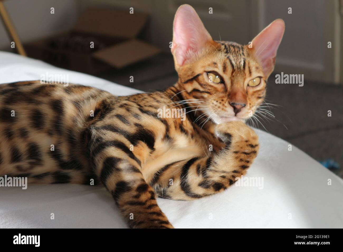 Gatto bengala pensivo Foto Stock