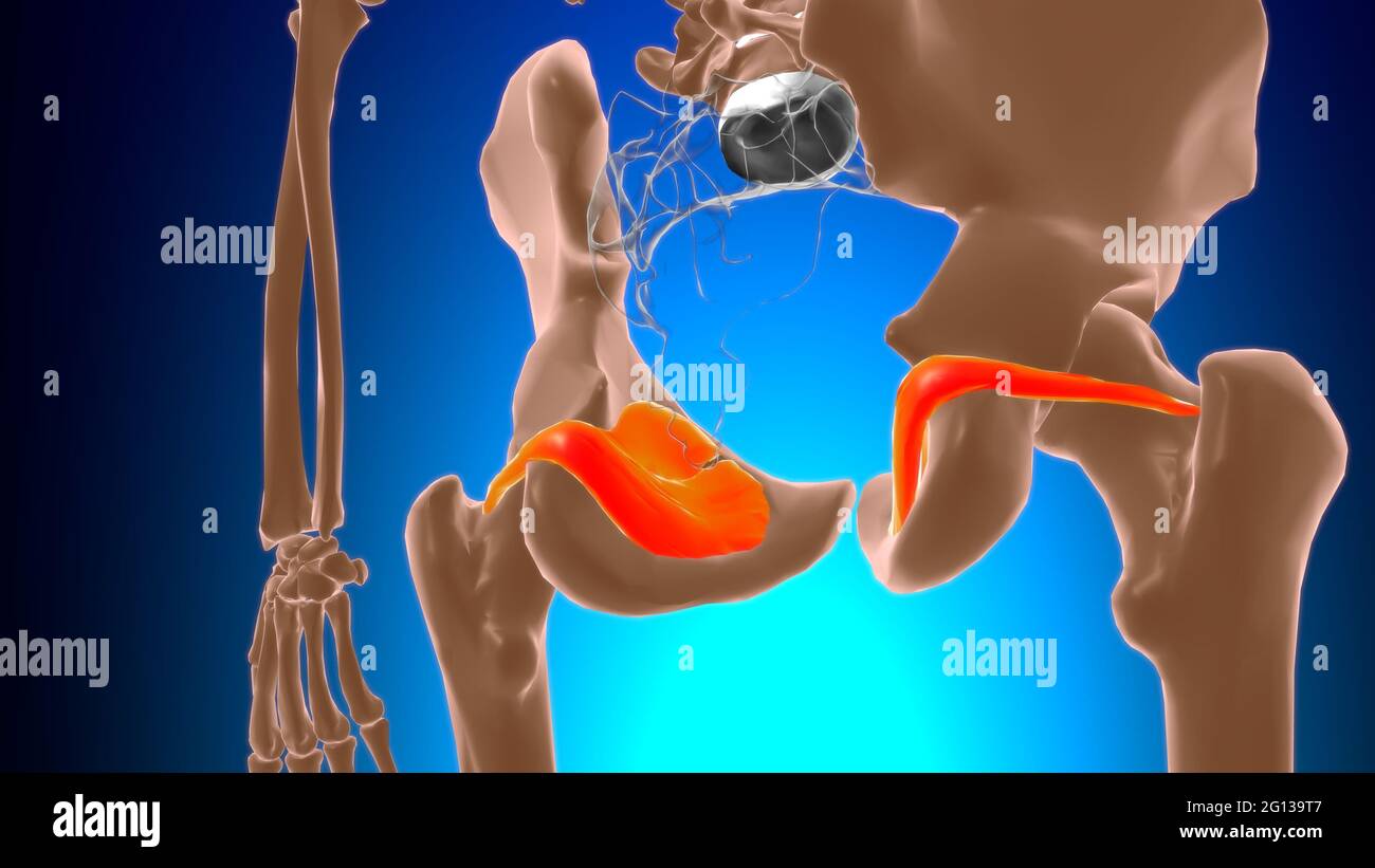 Obturator internus Anatomia muscolare per l'illustrazione 3D del concetto medico Foto Stock