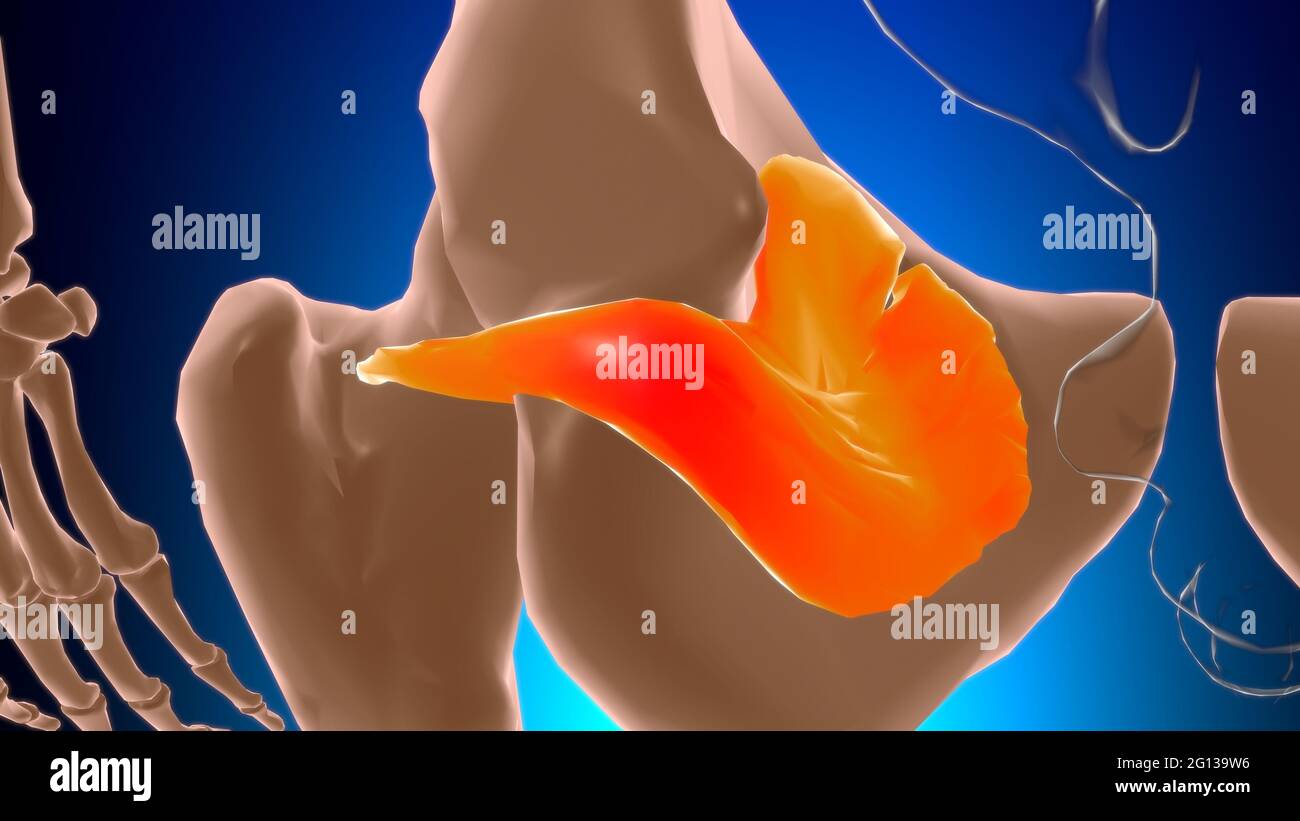 Obturator internus Anatomia muscolare per l'illustrazione 3D del concetto medico Foto Stock