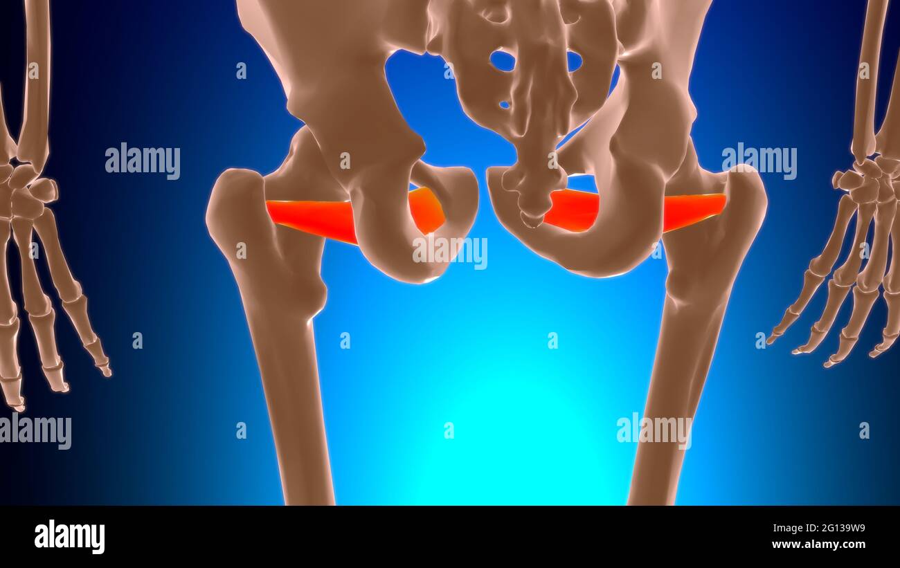 Obturator externi muscolatura Anatomia per Medical Concept 3D Illustrazione Foto Stock