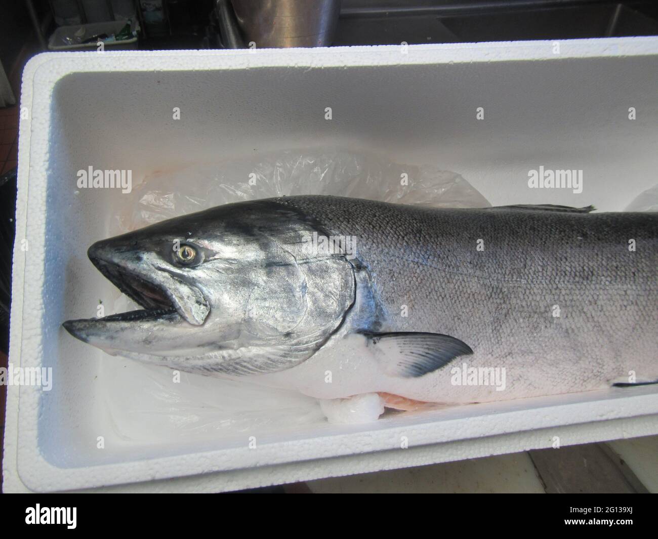 Salmone King appena pescato su ghiaccio Foto Stock