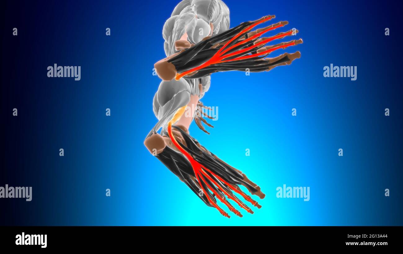 Flexor digitalum longus anatomia muscolare per l'illustrazione 3D del concetto medico Foto Stock