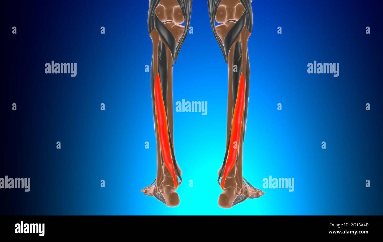 Flexor hallucis longus anatomia muscolare per Medical Concept 3D Illustrazione Foto Stock