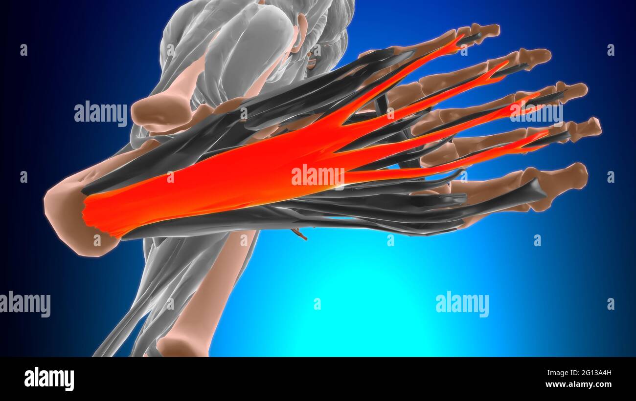 Flexor digitalum brevis Anatomia muscolare per l'illustrazione 3D del concetto medico Foto Stock