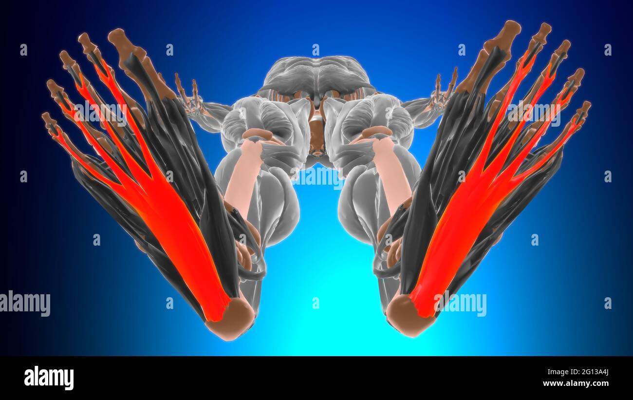 Flexor digitalum brevis Anatomia muscolare per l'illustrazione 3D del concetto medico Foto Stock