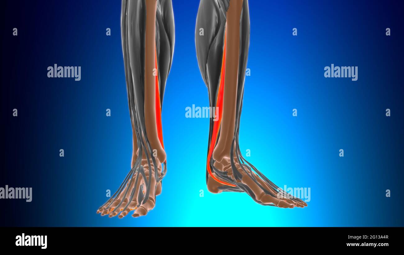 Flexor digitalum longus anatomia muscolare per l'illustrazione 3D del concetto medico Foto Stock