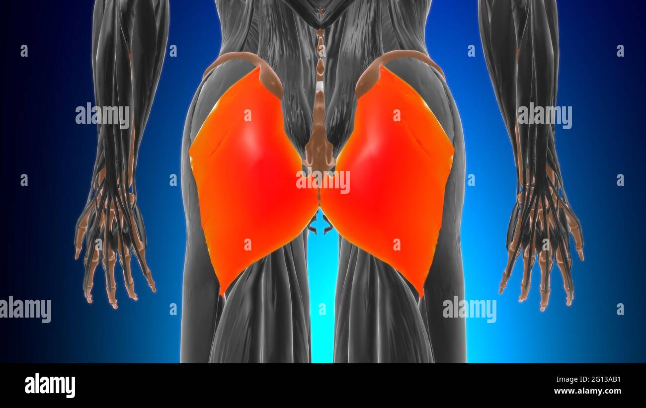 Anatomia muscolare gluteo massimo per l'illustrazione 3D del concetto medico Foto Stock