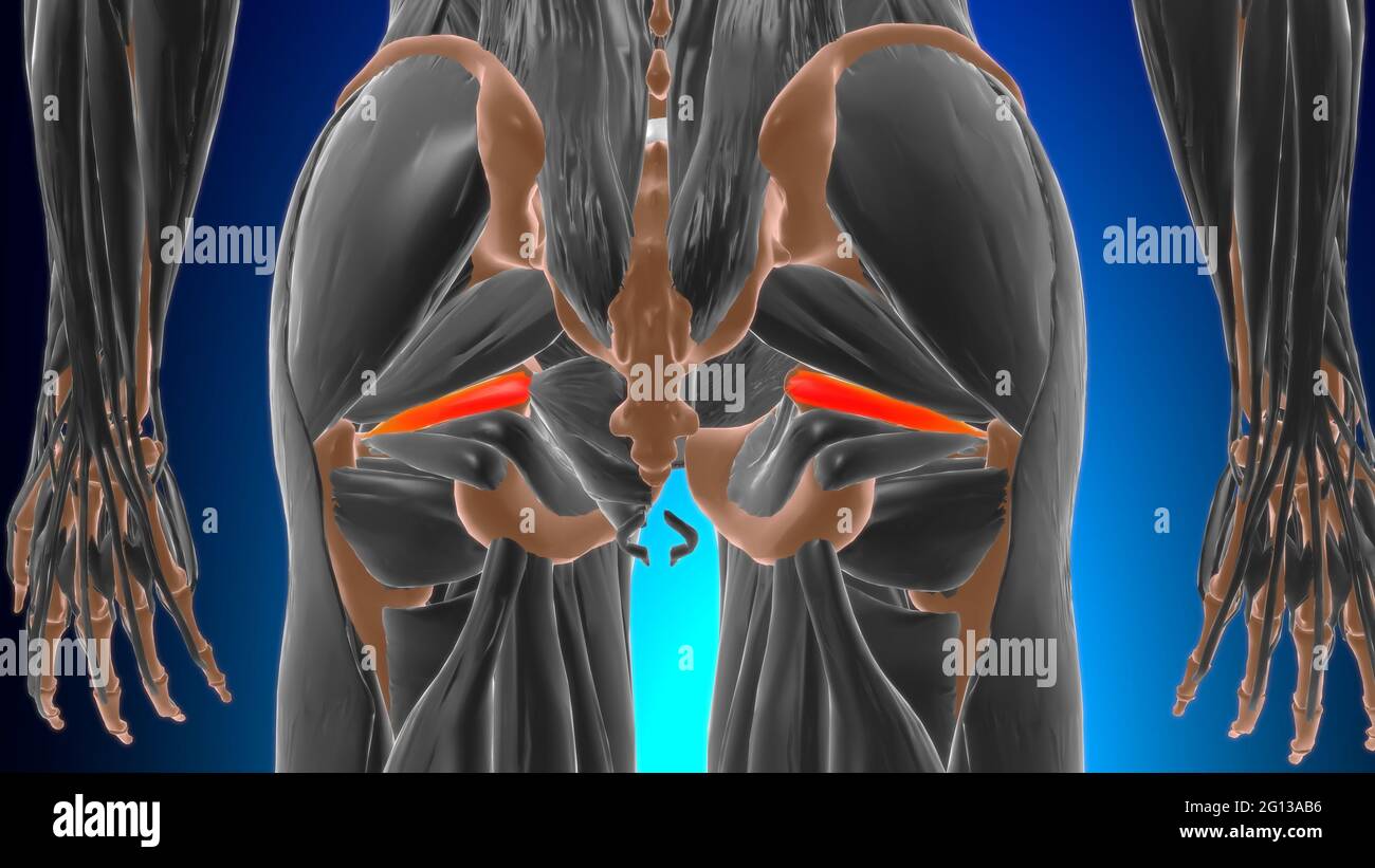 Gemellus Anatomia muscolare superiore per l'illustrazione 3D di Medical Concept Foto Stock