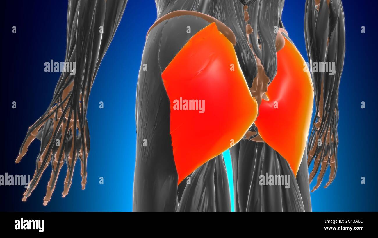 Anatomia muscolare gluteo massimo per l'illustrazione 3D del concetto medico Foto Stock